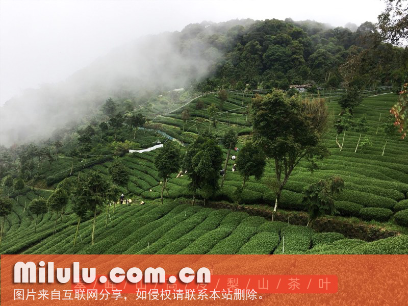 台湾高山茶的品茗指南