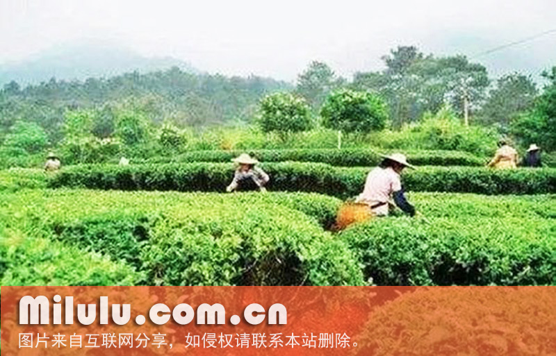 西山茶的生产情况