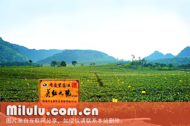 英德红茶的地理标志