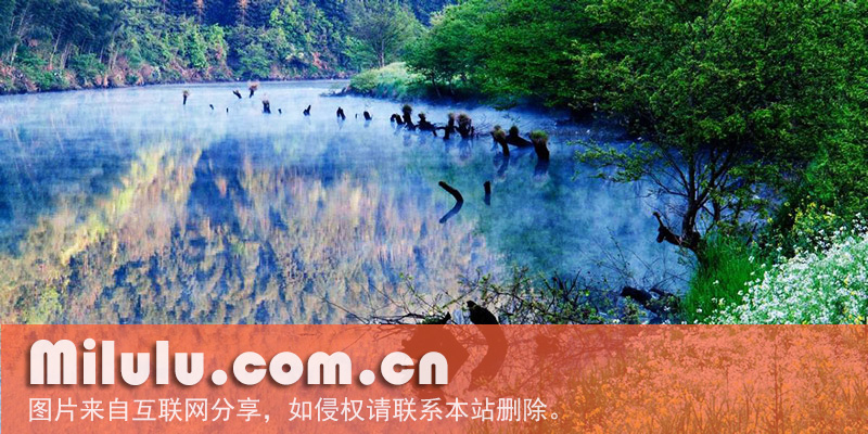 黄山金毫的历史背景