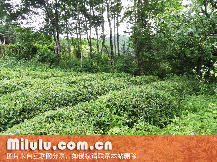 神吉山古茶园一角