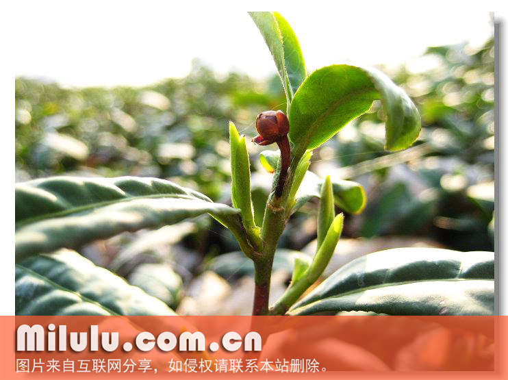 雨花茶的栽培技术