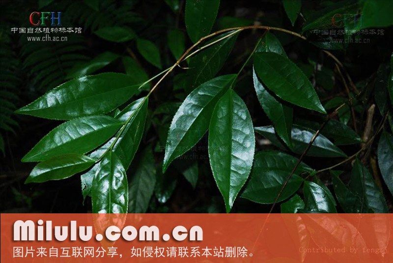 野茶树(普洱茶)形态特征