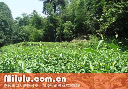 武夷岩茶图片