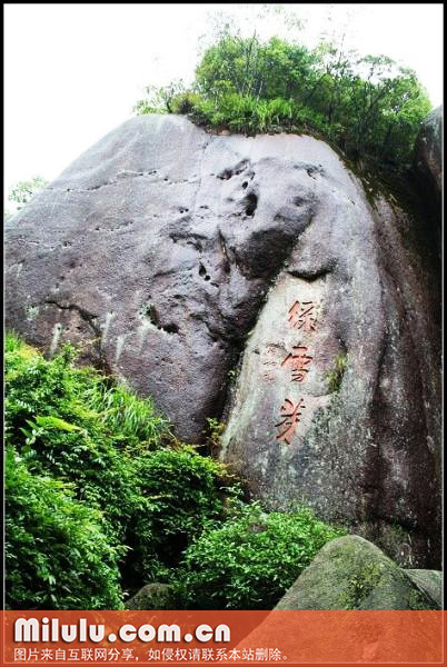 绿雪芽