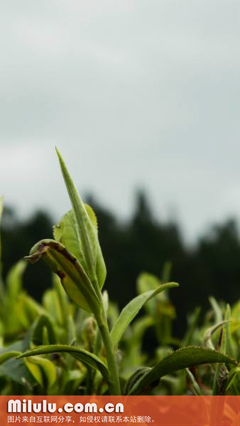 清明茶的定义