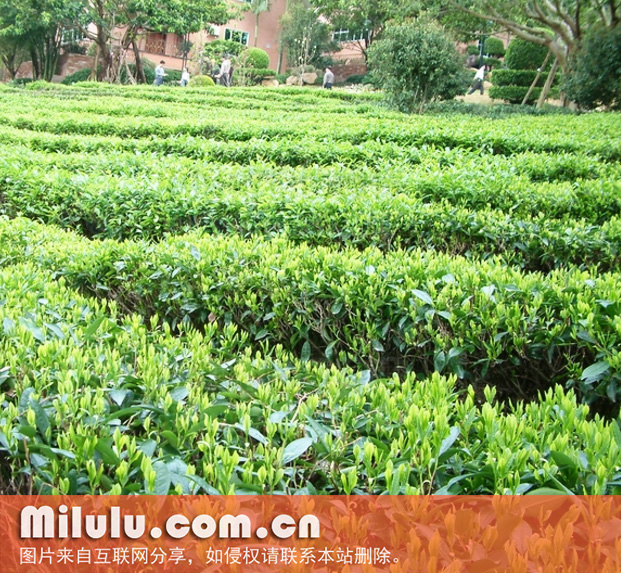 茶的植物学史