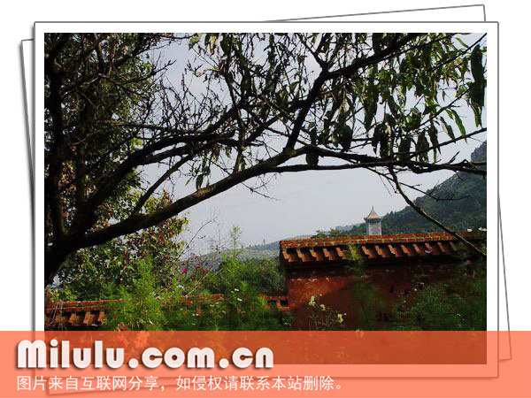 九华山茶的茶山风景