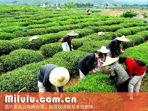 麻姑茶的品质特征