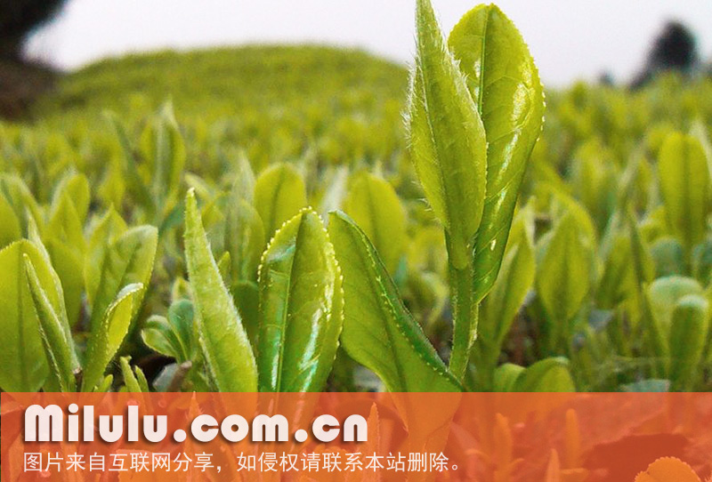 覃塘毛尖茶鲜叶