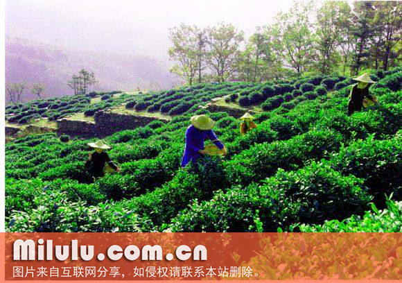 花果山云雾茶