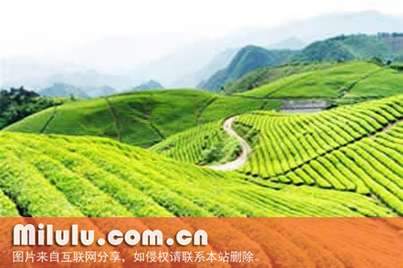 花果山云雾茶的民间传说