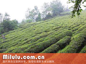 宁红工夫茶的历史渊源