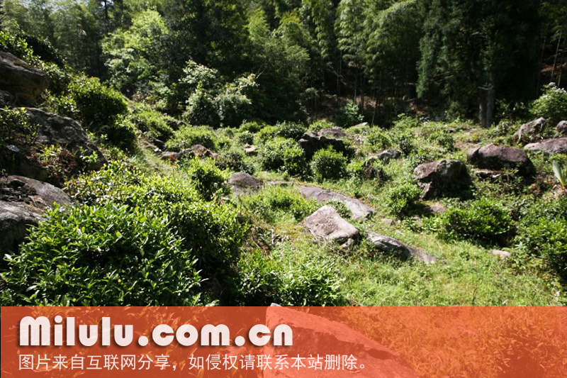 武夷红茶生长环境