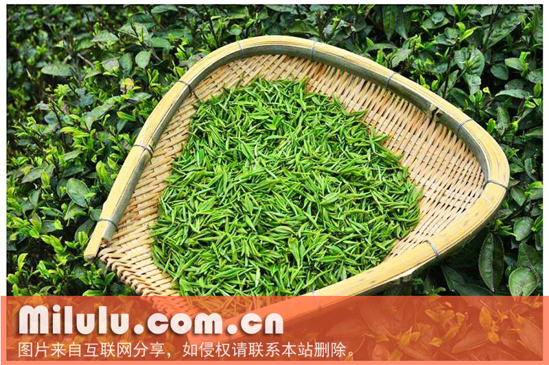 石阡苔茶的历史渊源