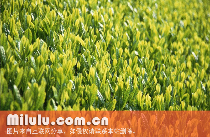 黄荆茶