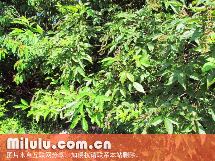 黄荆茶的特性及培育