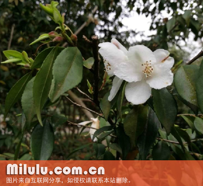 阿里山连蕊茶的形态特征