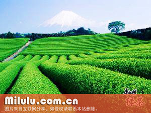 泾县特尖的尖茶的由来