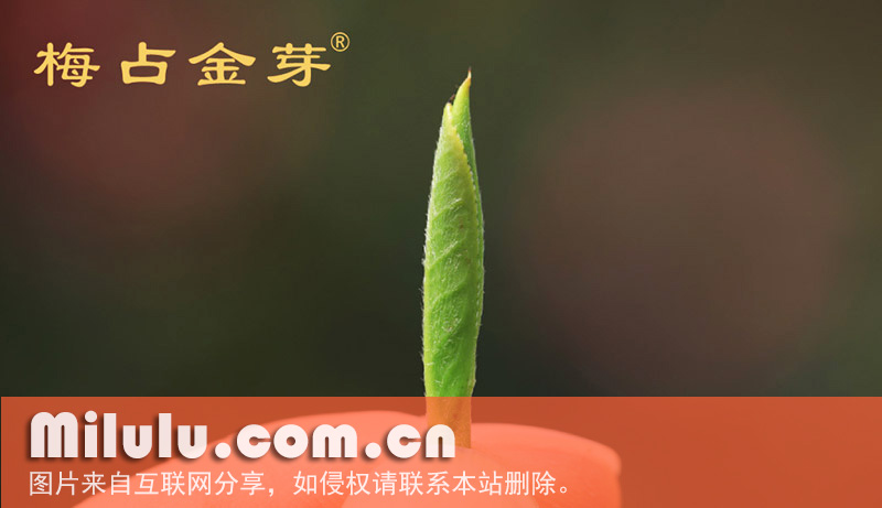 什么是安溪六大名茶？