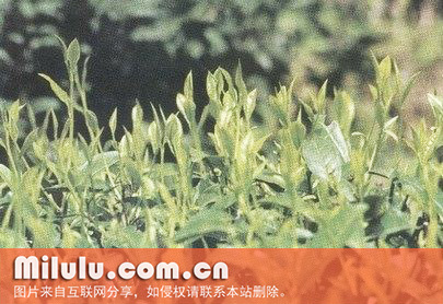 湄潭苔茶