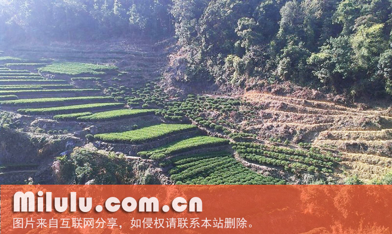俏乌龙的俏乌龙的冲泡