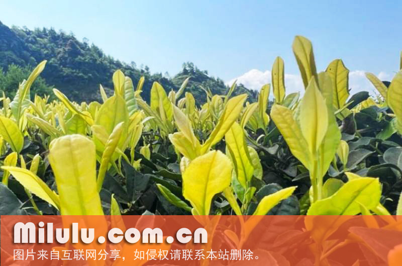 成熟的黄金芽茶