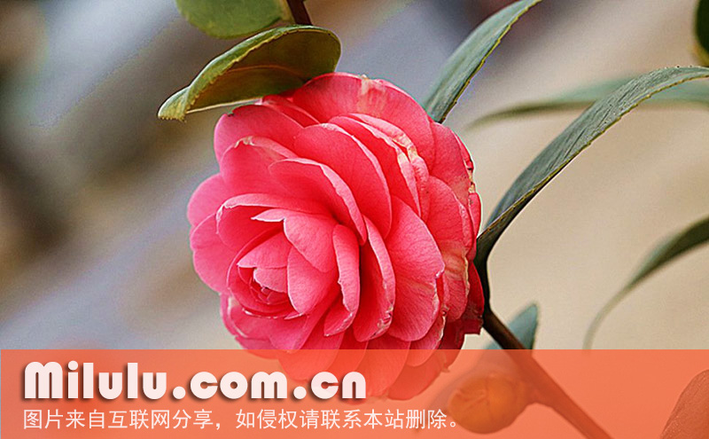 白丝毛红山茶的形态特征