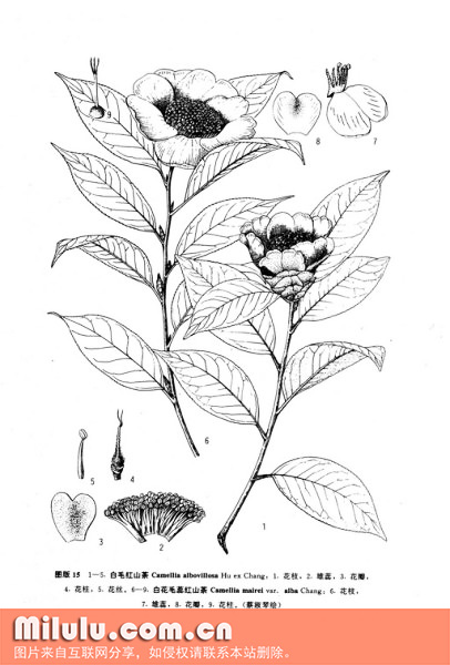 白毛红山茶线稿图