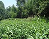 岩茶形态特征