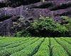 武夷名丛