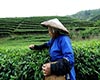 清明茶品质特征