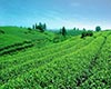 八仙茶生物特性