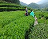 福建乌龙茶产品特点