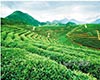 龙泉茶
