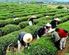 麻姑茶品质特征