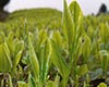 覃塘毛尖茶产品特点