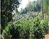 大树茶形态特征