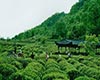雅安藏茶基本特征