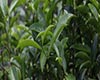 可可茶图片