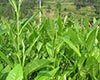 保靖黄金茶1号图片