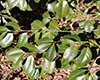 浙江红山茶形态特征