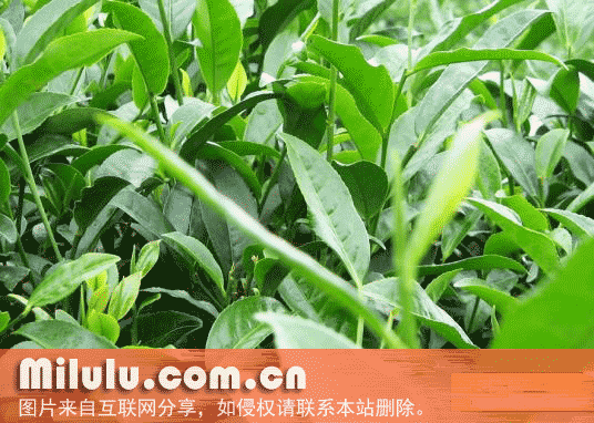 含眉绿茶特产图片