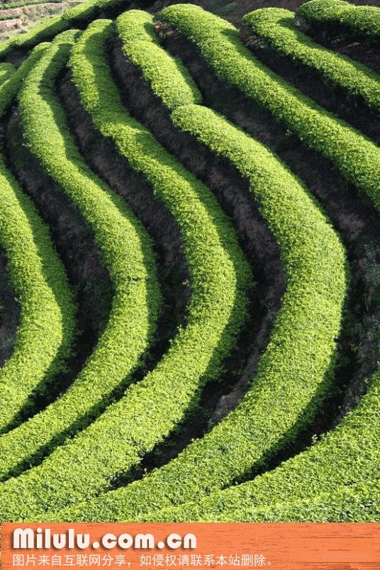 官司云雾茶特产图片