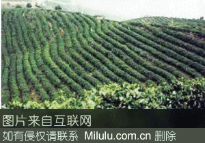 “莽山银翠”茶特产图片