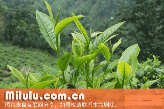 南江大叶茶特产图片