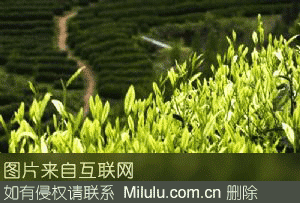 广元黄茶特产图片