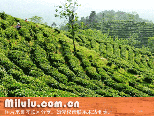 城楼寨茶特产图片