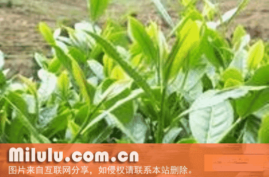 黄山名茶特产图片