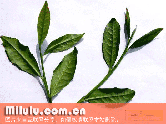 安溪本山茶特产图片